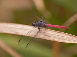 Image of Rosy Skimmer