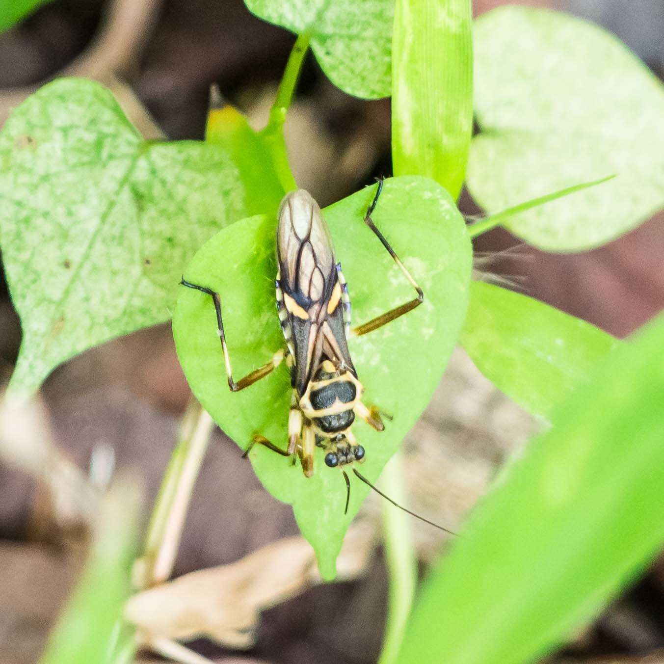 Image of Inara flavopicta Stål 1859