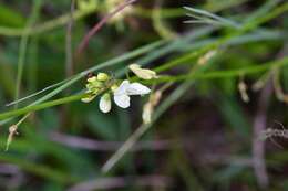 Sivun Desmodium macrostachyum Hemsl. kuva