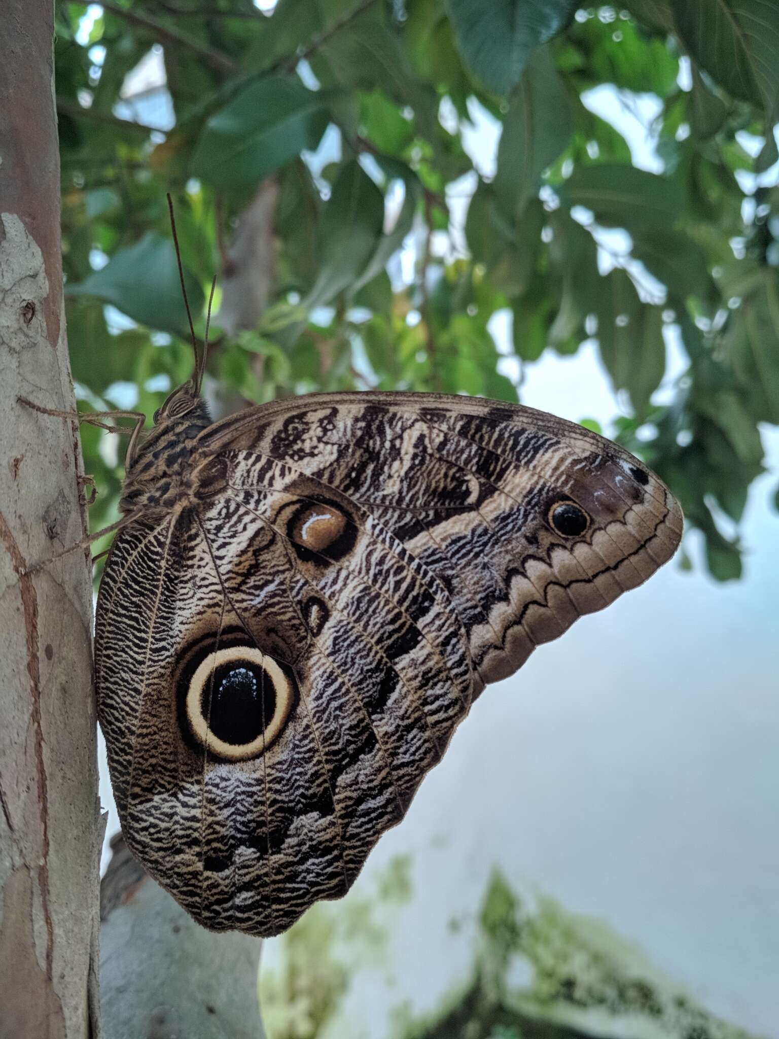 Image of Caligo teucer Linnaeus 1758