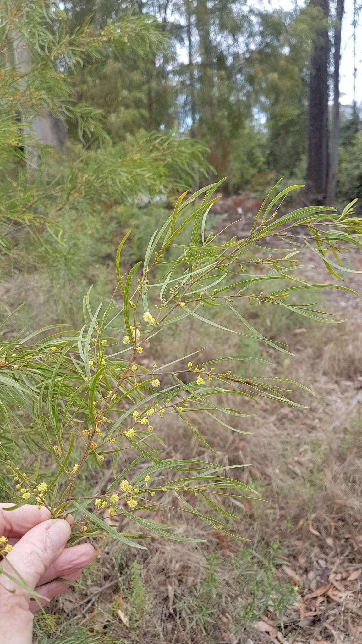 Image of bower wattle