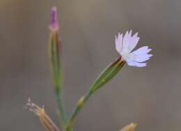 Image of Velezia quadridentata Sm.