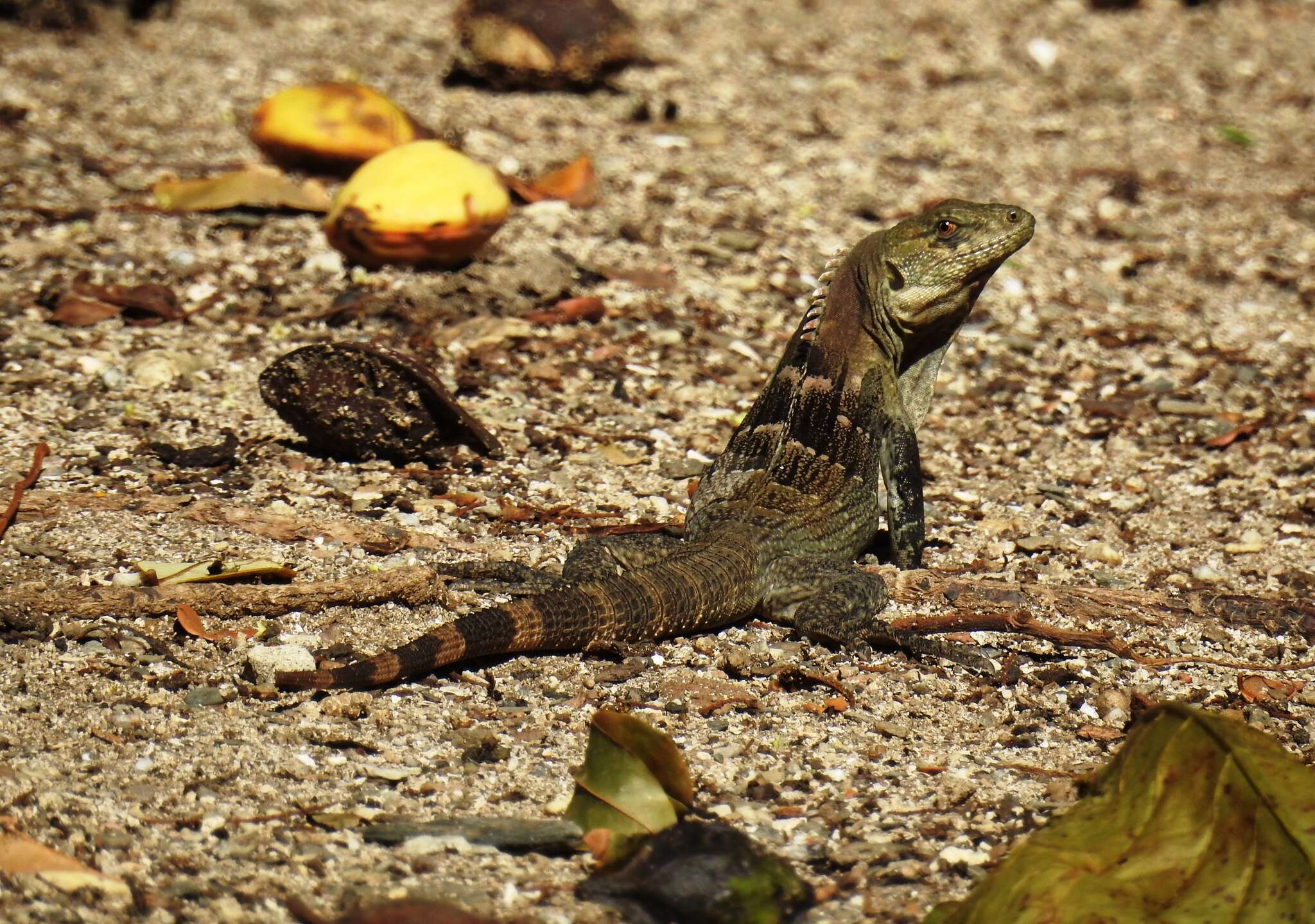 Image de Ctenosaura melanosterna Buckley & Axtell 1997