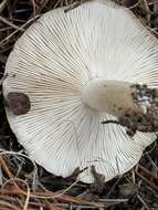 Tricholoma albobrunneum (Pers.) P. Kumm. 1871的圖片