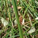 Image of Carex bichenoviana Boott