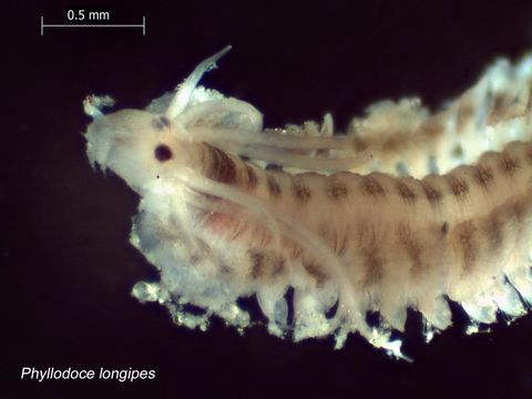 Image of <i>Phyllodoce longipes</i> Kinberg 1866