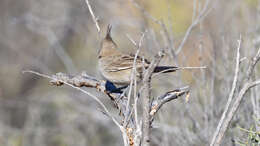 Image of Chiming Wedgebill