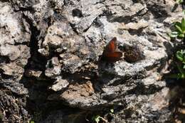 Image of Mnestra’s Ringlet