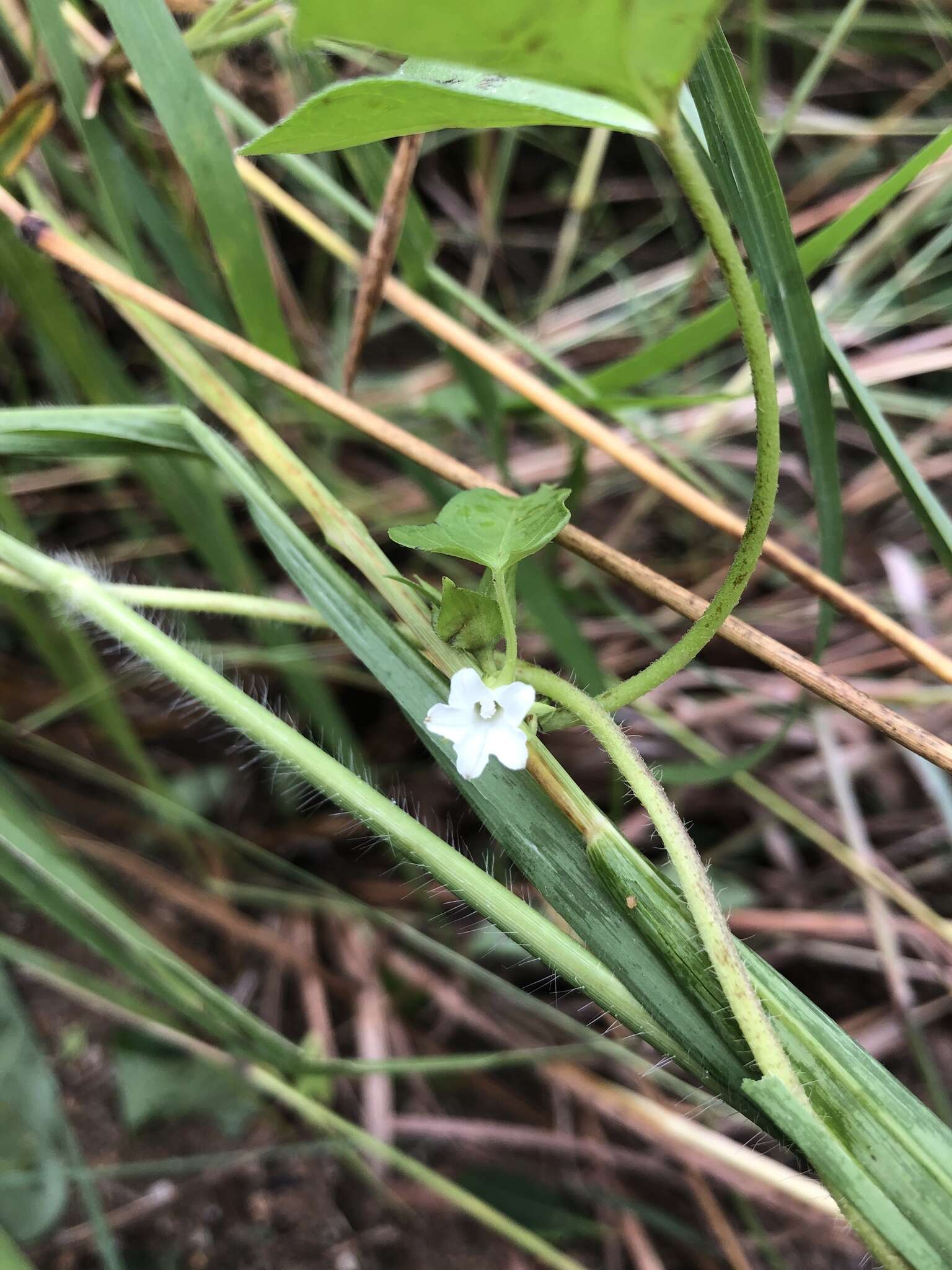 Image of Ipomoea biflora (L.) Pers.