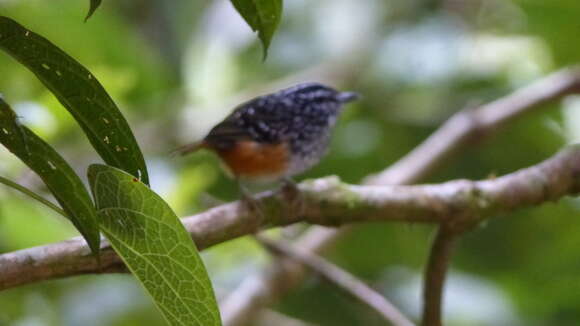 Image of Peruvian Warbling Antbird