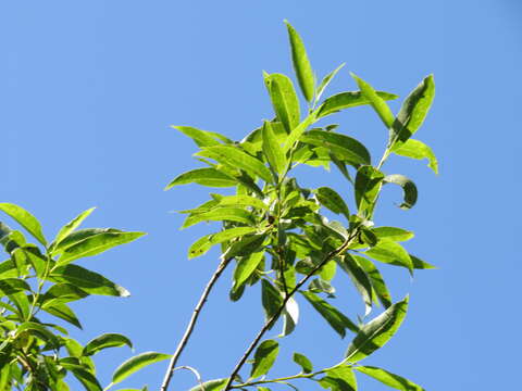 Image of Autumn Willow