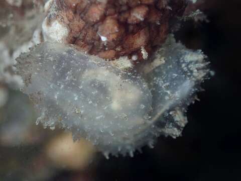 Image of hairy sea-squirt