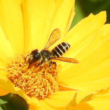 Image of Pugnacious Leaf-cutter Bee