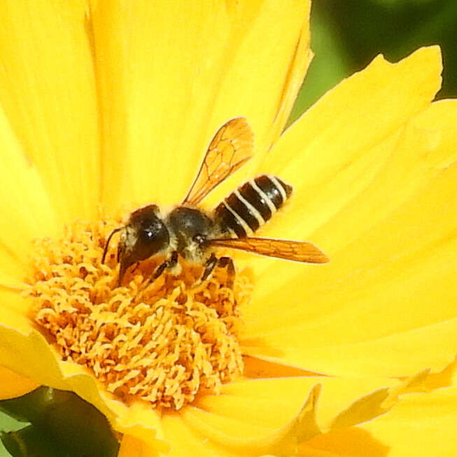 Megachile pugnata Say 1837的圖片