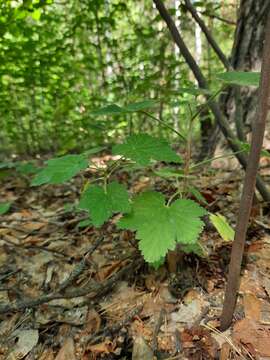 Image of Ribes spicatum subsp. hispidulum (Jancz.) L. Hämet-Ahti