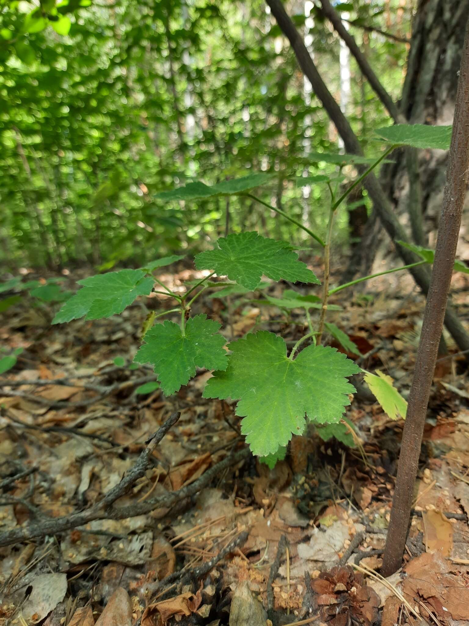 Image of Ribes spicatum subsp. hispidulum (Jancz.) L. Hämet-Ahti