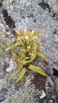 Image of Gentianella corymbifera (T. Kirk) Holub