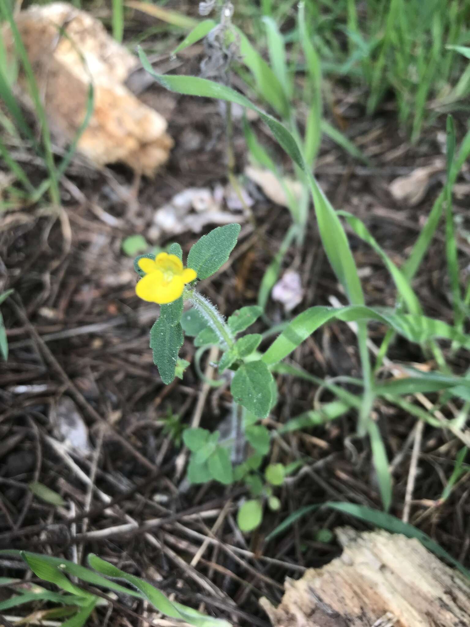 Imagem de Hemimeris sabulosa L. fil.