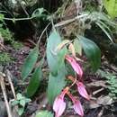 Imagem de Masdevallia rosea Lindl.