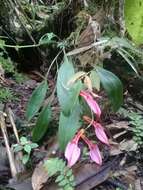 Imagem de Masdevallia rosea Lindl.