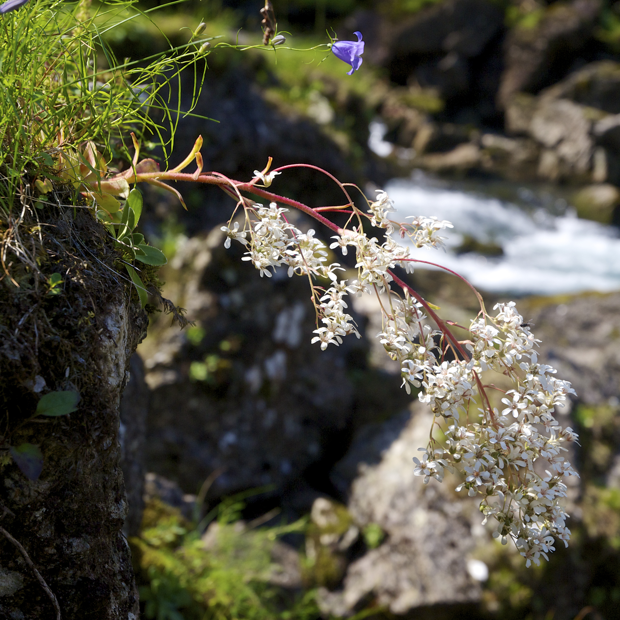 Saxifraga cotyledon (rights holder: Jrg Hempel)