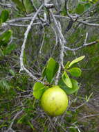 Image of Atractocarpus rotundifolius Guillaumin