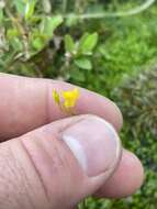 Image of Utricularia chiribiquetensis Fernandez-Perez