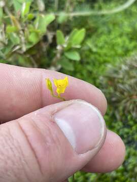 Imagem de Utricularia chiribiquetensis Fernandez-Perez