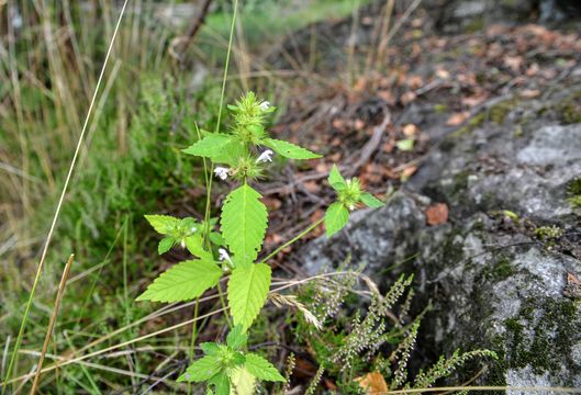 Image of brittlestem hempnettle