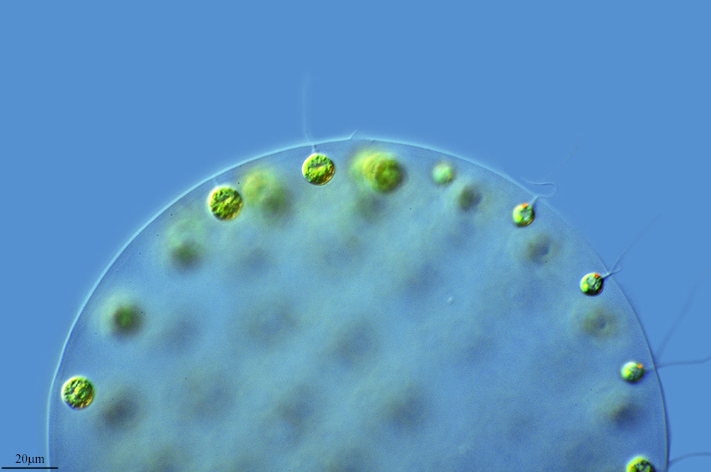Image of <i>Pleoodorina californica</i>