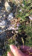 Image of Astragalus silvisteppaceus Knjaz.