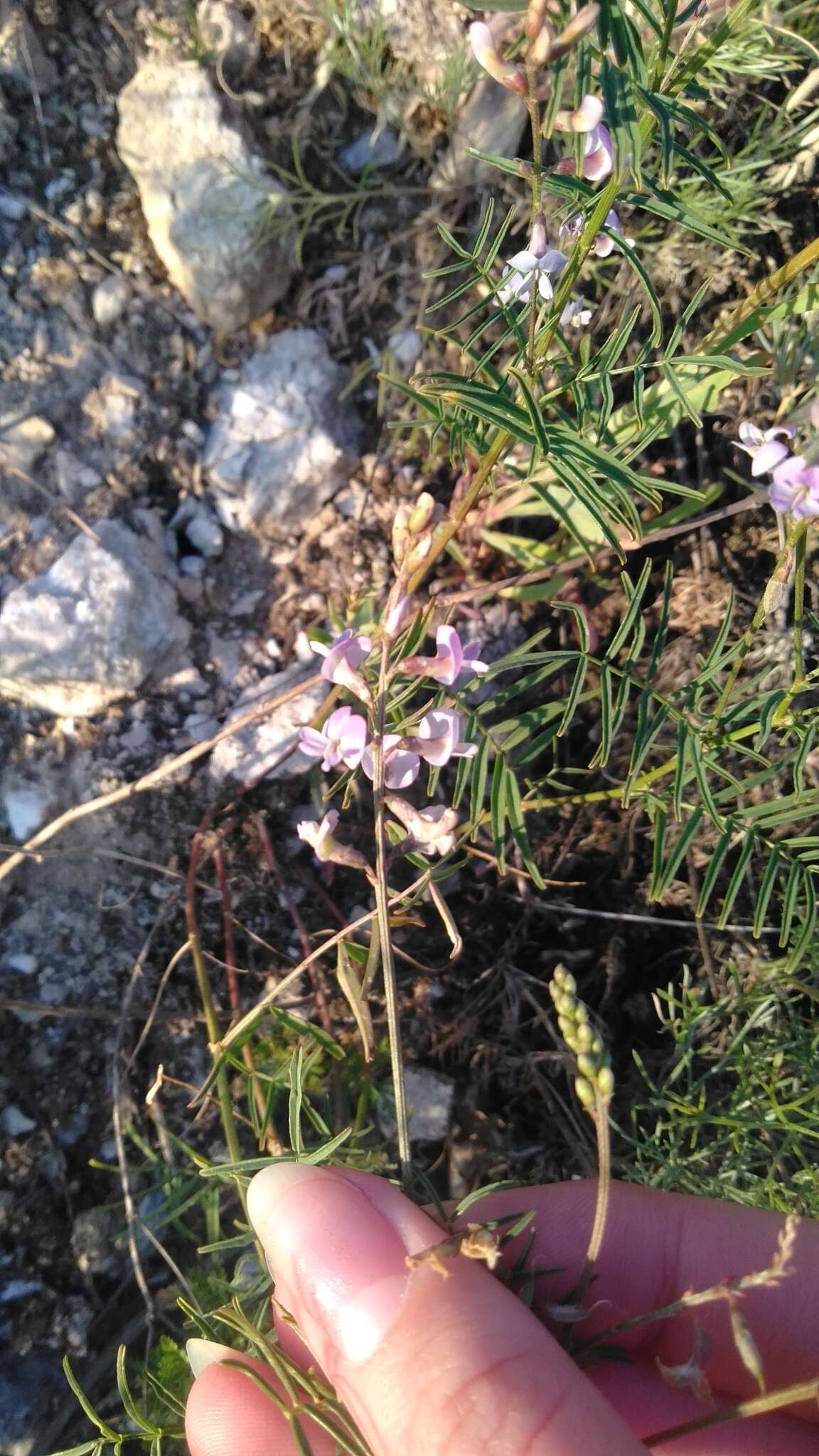 Image of Astragalus silvisteppaceus Knjaz.