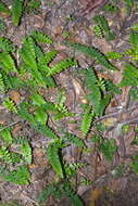 Image of Adiantum diaphanum Bl.