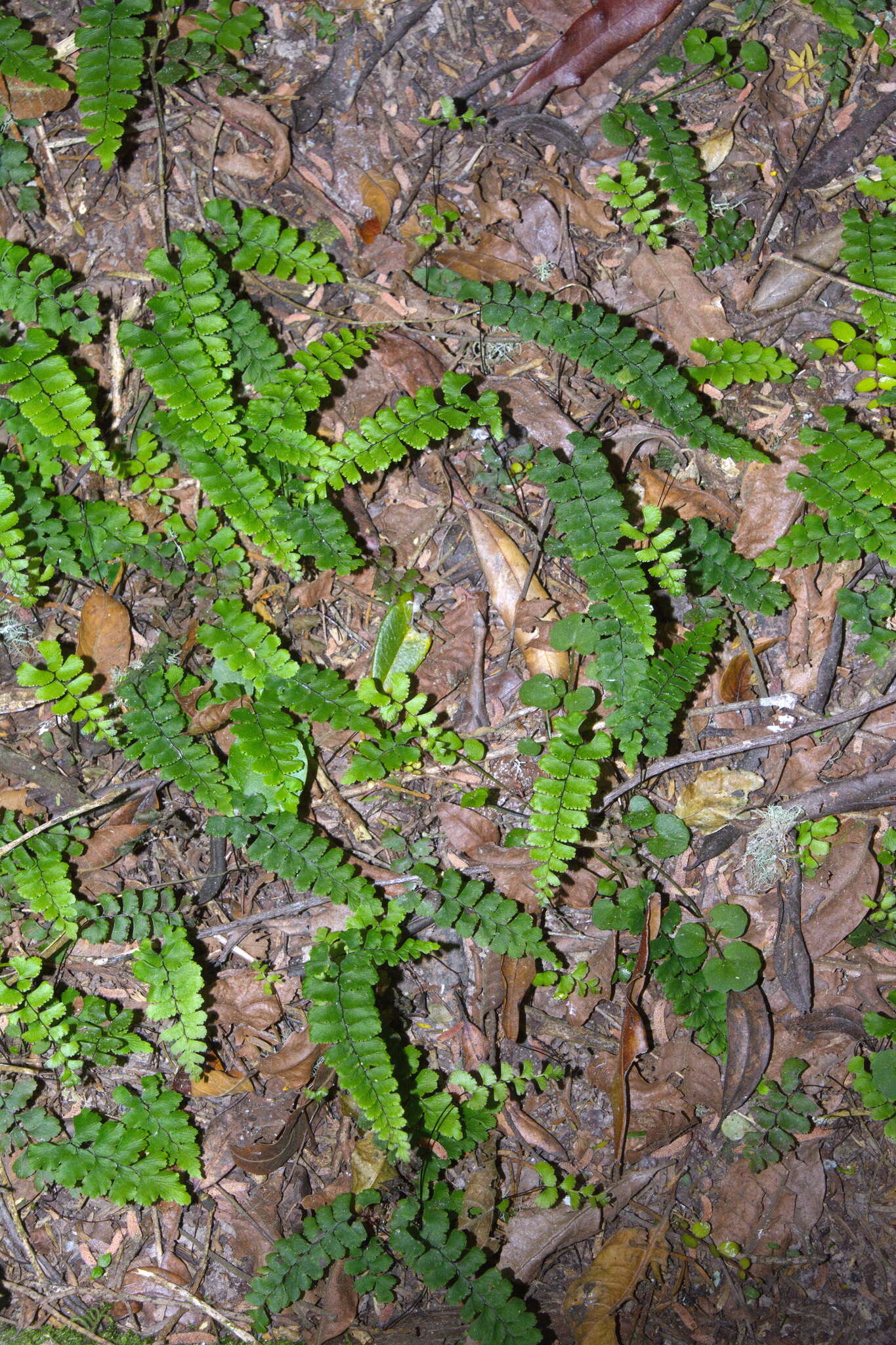 Image of Adiantum diaphanum Bl.