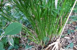 Image of Cyperus alternifolius subsp. flabelliformis Kük.