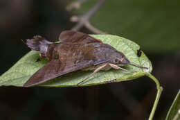 Image of Macroglossum corythus Walker 1856