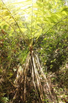 Image of Cyathea costaricensis (Mett. ex Kuhn) Domin