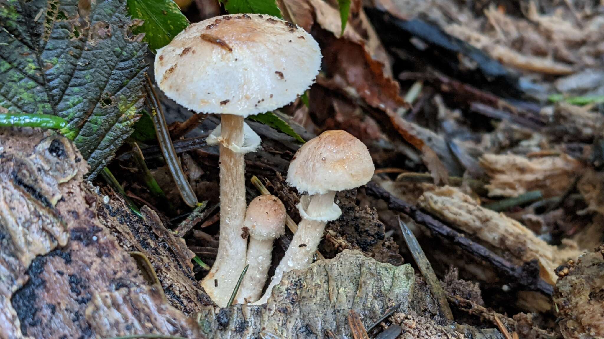 Imagem de Agaricus diminutivus Peck 1902