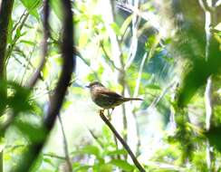 Image of Dunnock