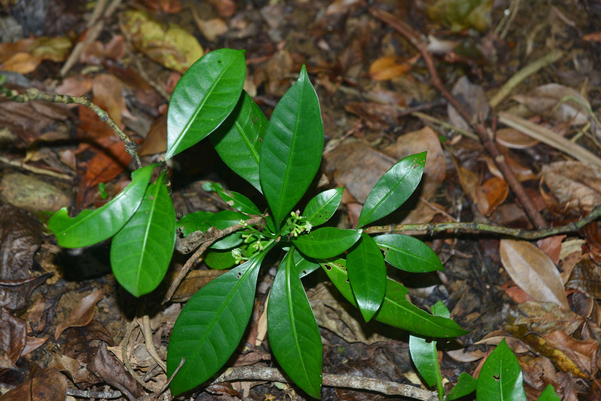 Sivun Psychotria manillensis Bartl. ex DC. kuva