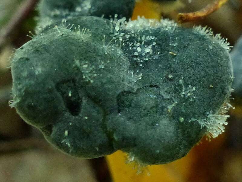 صورة Dendrostilbella mycophila (Pers.) Seifert 1985