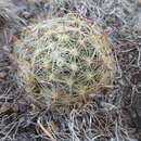 Image of Mammillaria rettigiana Boed.