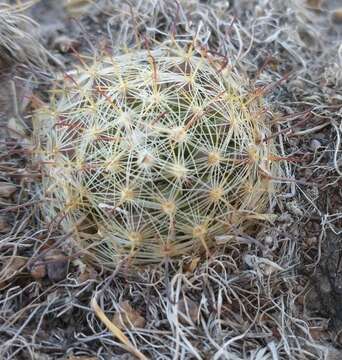 Mammillaria rettigiana Boed.的圖片