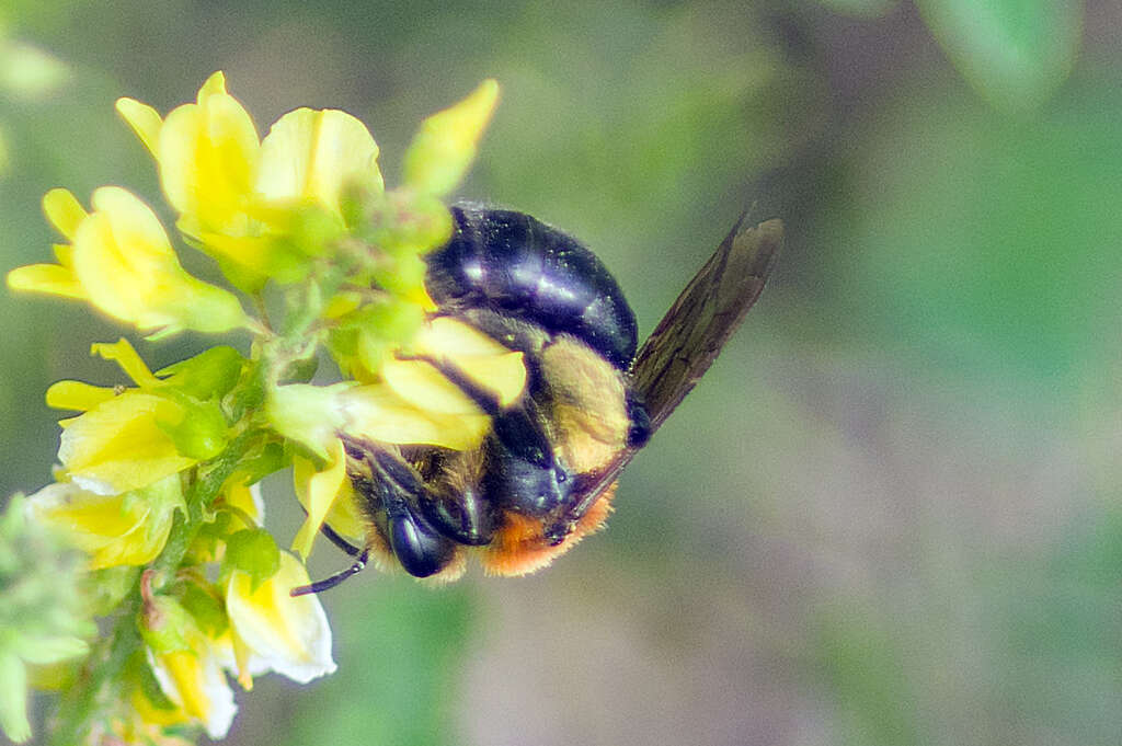 Andrena amphibola (Viereck 1904) resmi