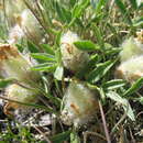 Image of Oxytropis eriocarpa Bunge