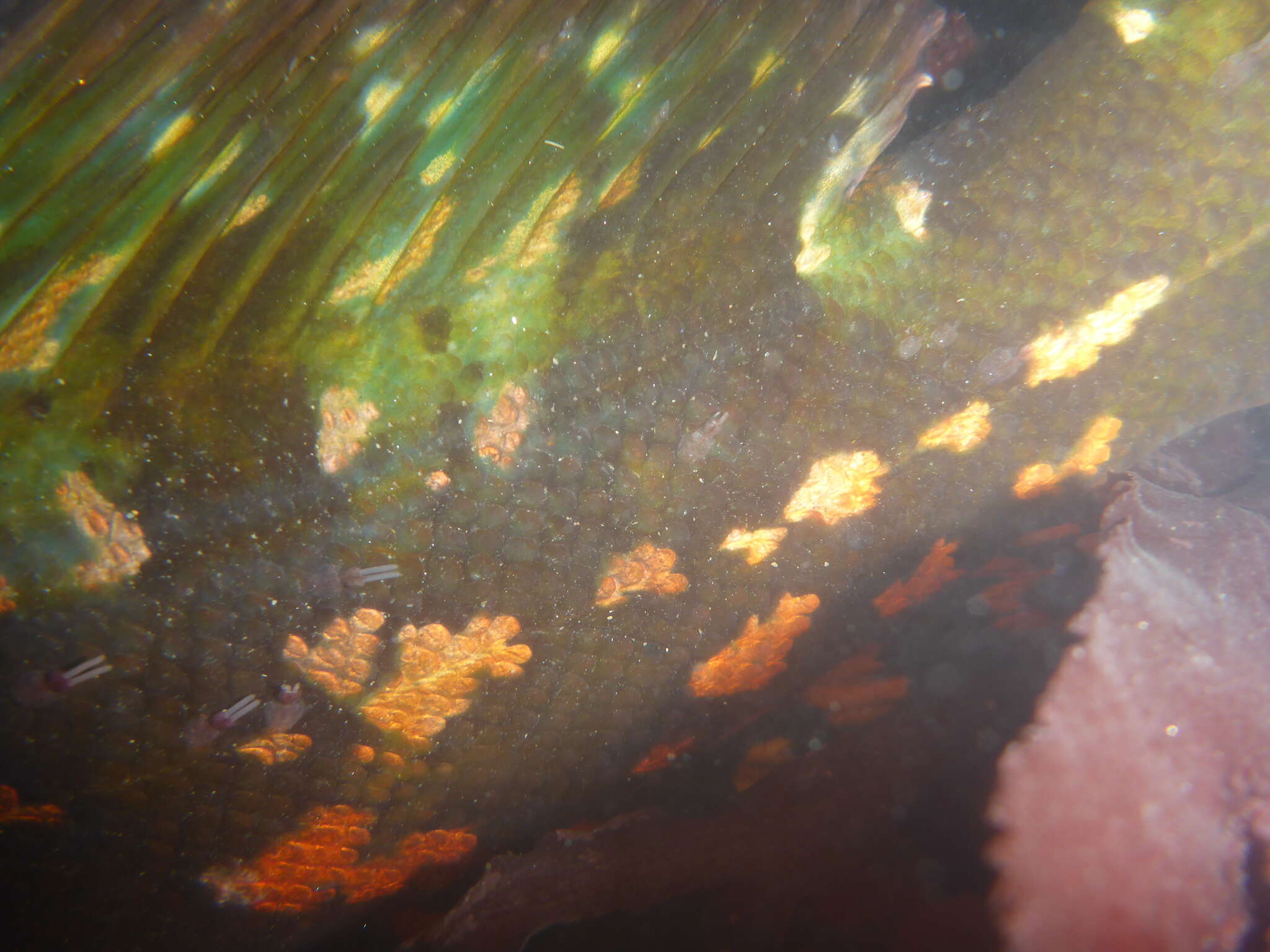 Image of Rock greenling