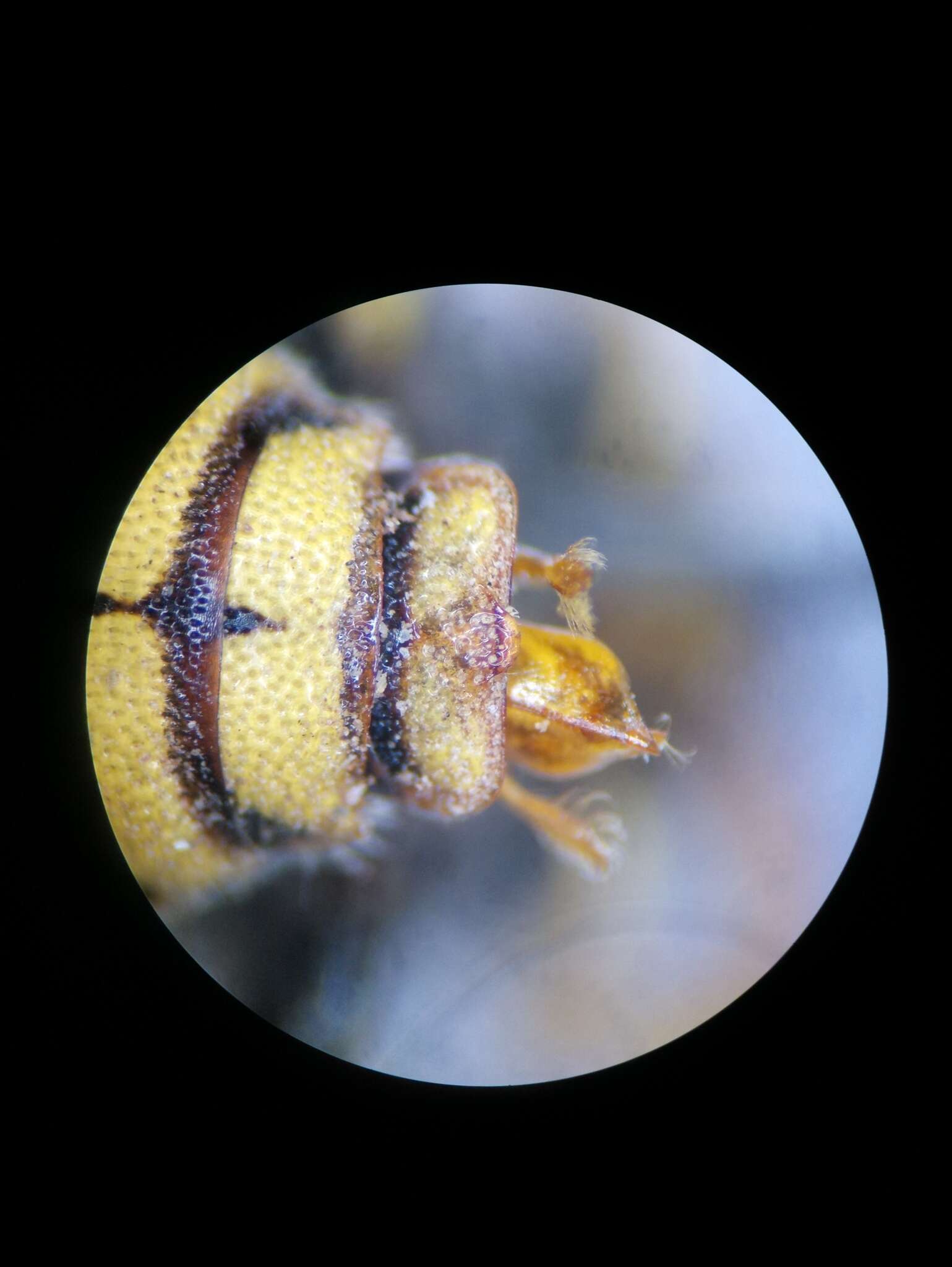 Image de Icteranthidium grohmanni (Spinola 1838)