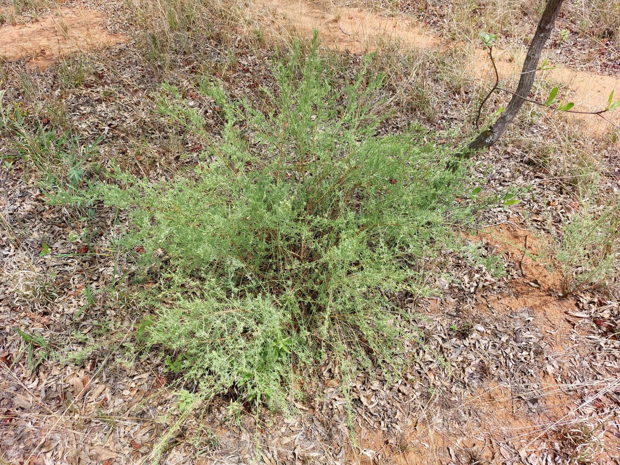 Image of Thesium celatum N. E. Br.