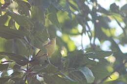 Image of Mangrove Warbler