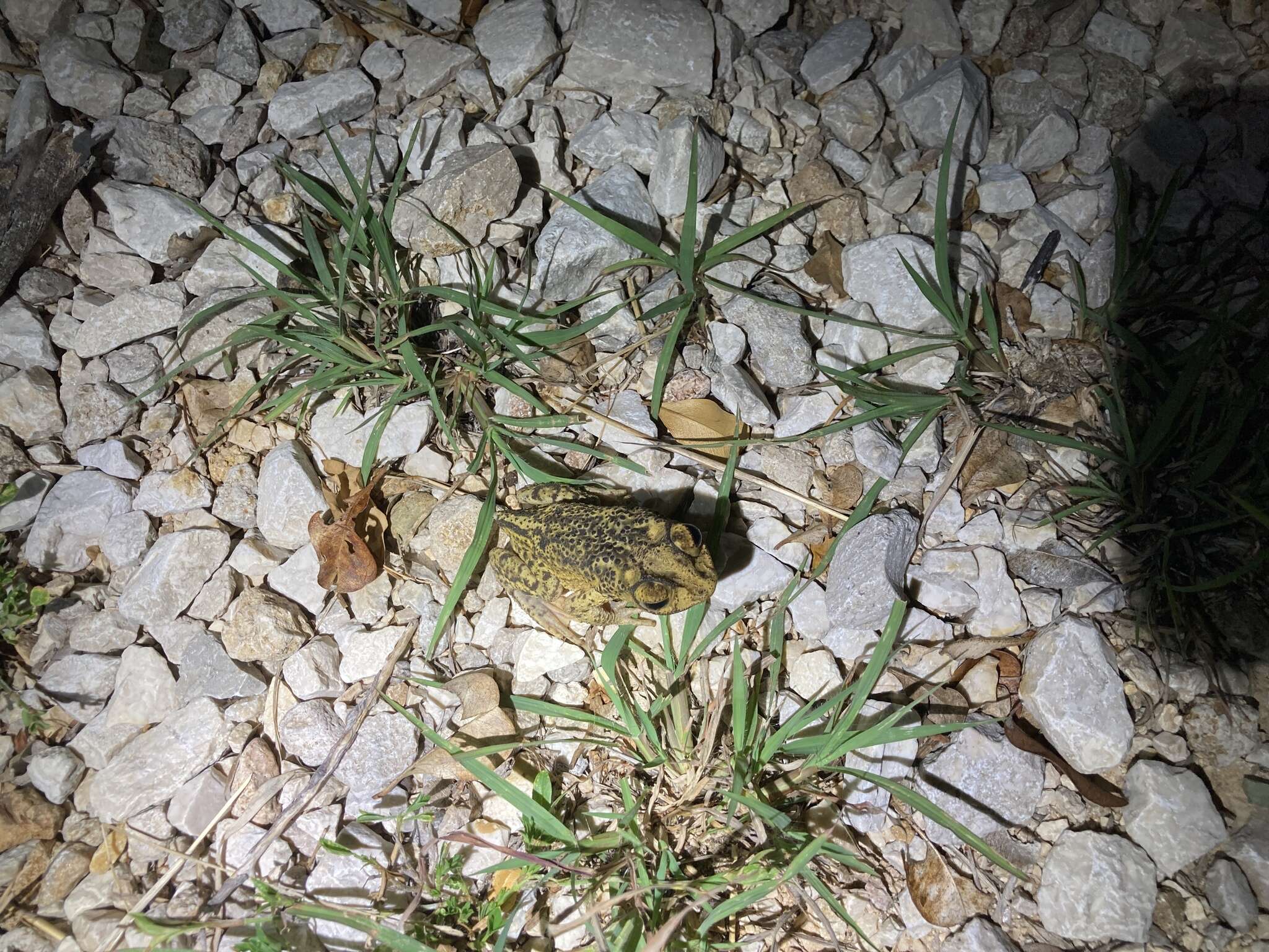 Image of Puerto Rican crested toad